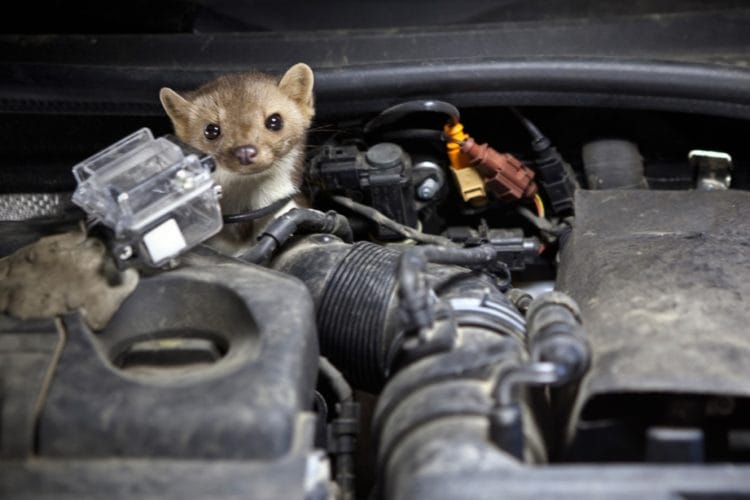 rongeur attaque voiture